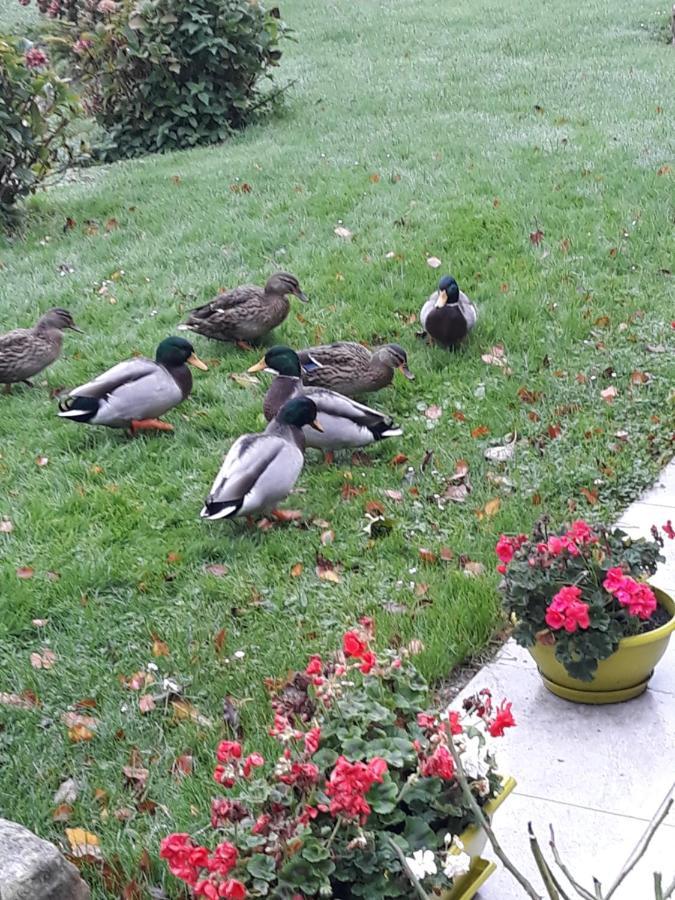 La Mare Aux Canards Sassetot-le-Mauconduit Eksteriør billede